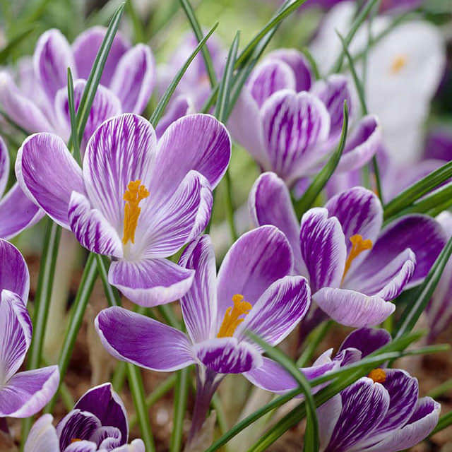 Crocus vernus King of the Stripes
