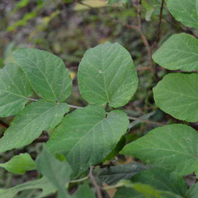 Aralia cordata