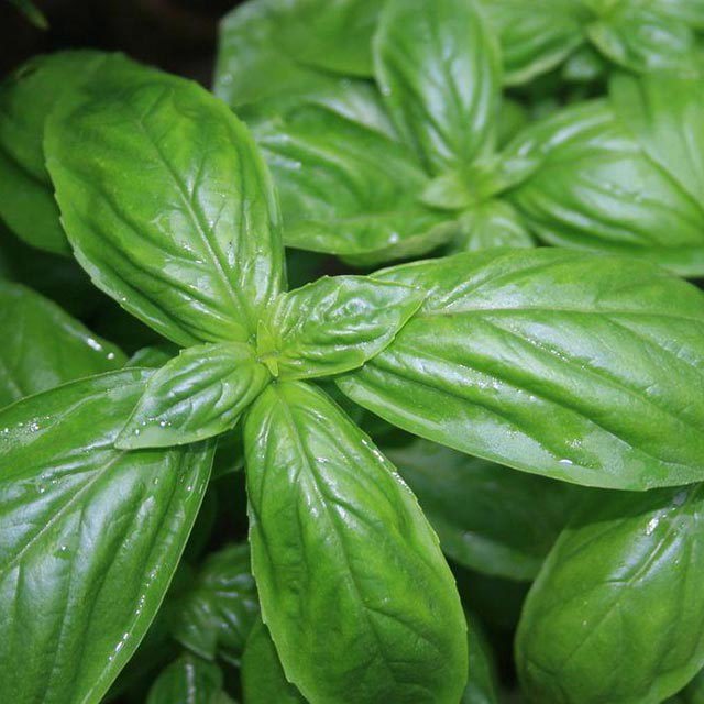 Ocimum basilicum