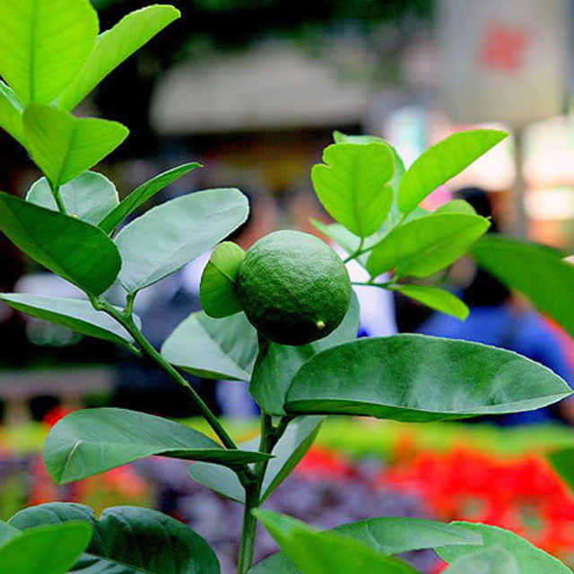 Citrus aurantifolia