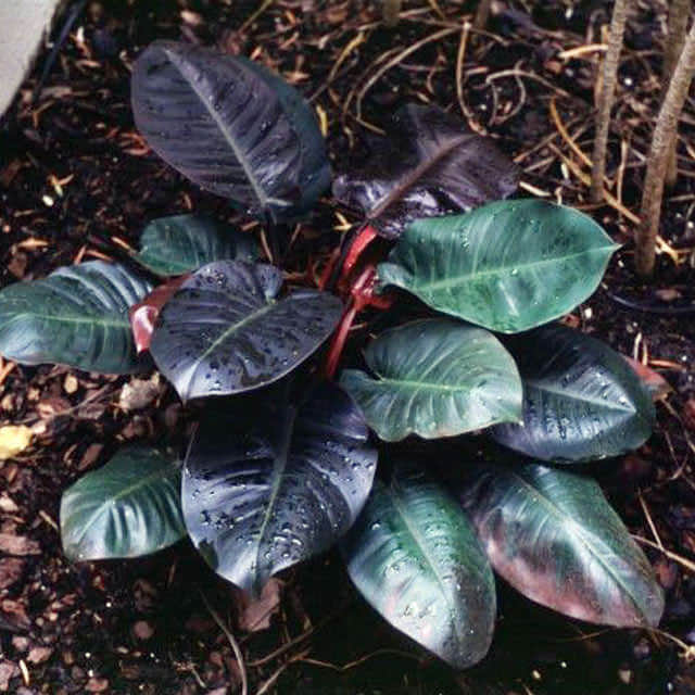 Philodendron sanguineum Leggy Stems