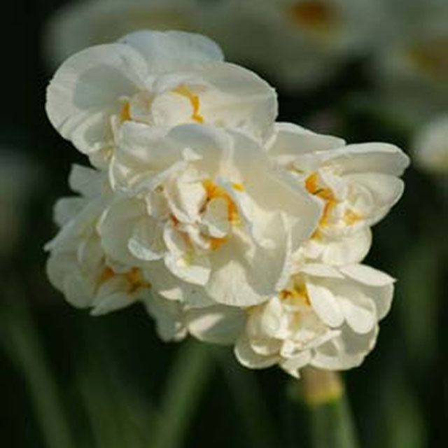 Narcissus Abba Foglie gialle