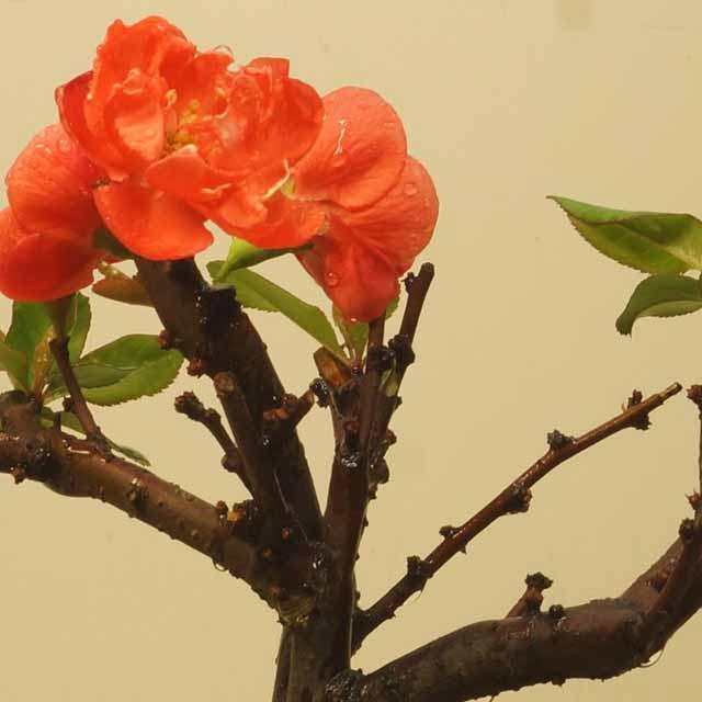 Prunus Japan Longevity
