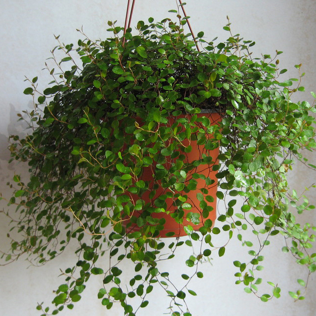 Muehlenbeckia complexa