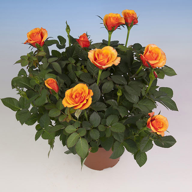 Mini Rose Safari Star Tiny Black Flies