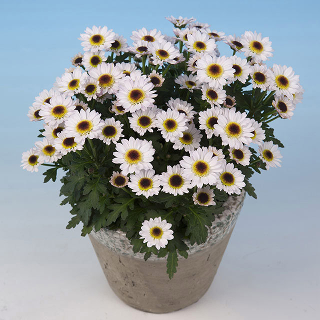 Chrysanthemum Pico Exota White