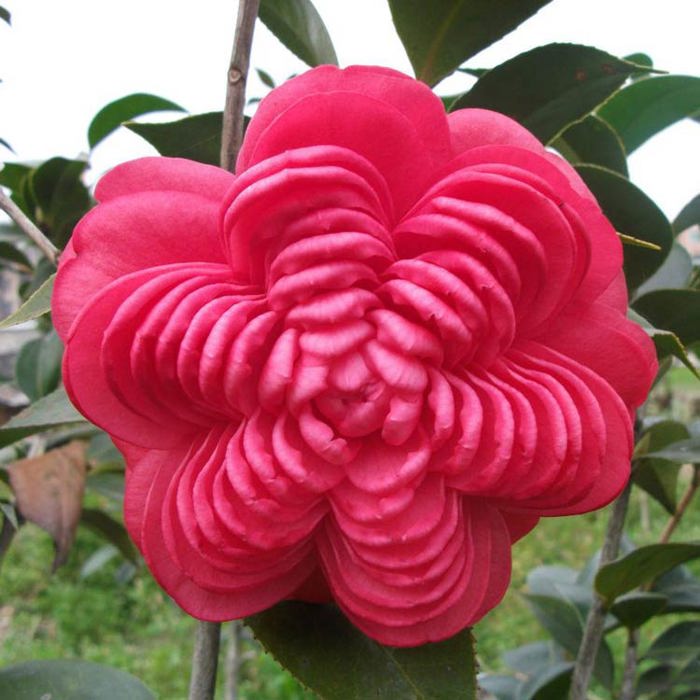 Camellia chidan