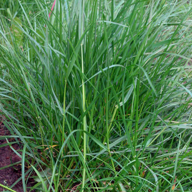 Lolium perenne