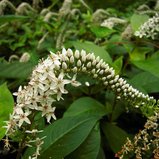 Lysimachia