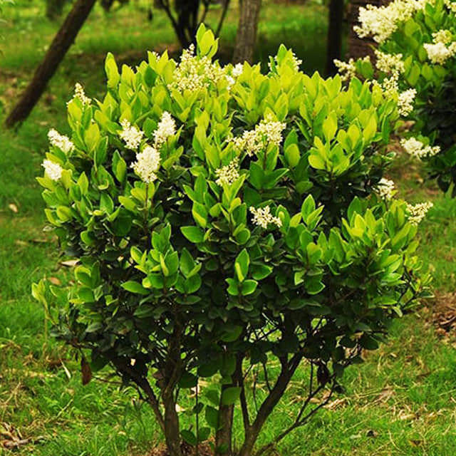 Ligustrum japonicum
