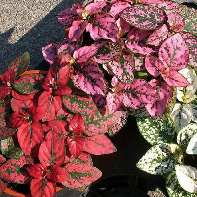 Hypoestes phyllostachya