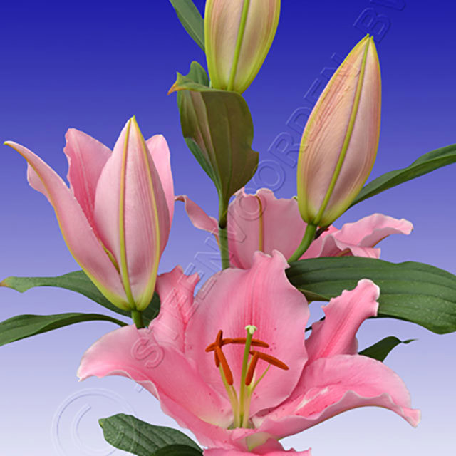 Lilium Oriental Patagonia Fine Webbing