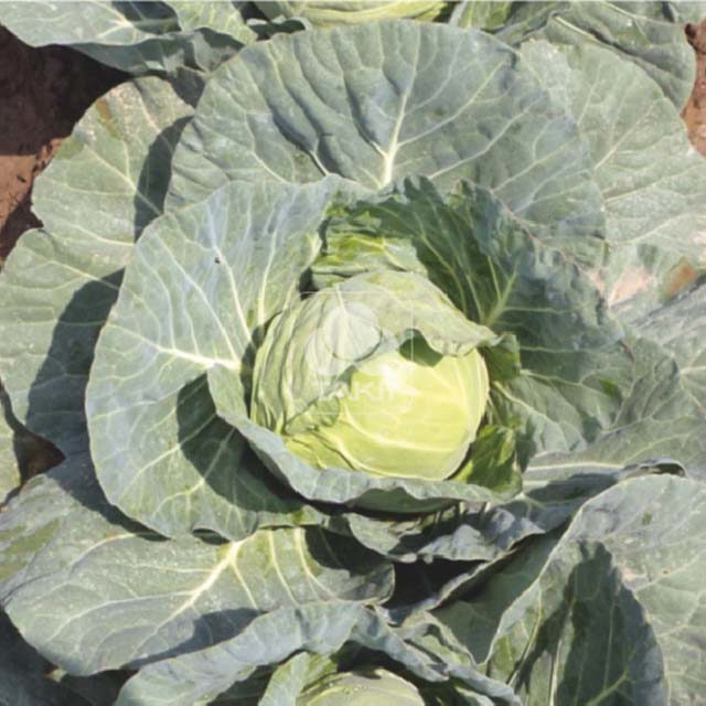 White Cabbage TCA 520 F1 Fine Webbing