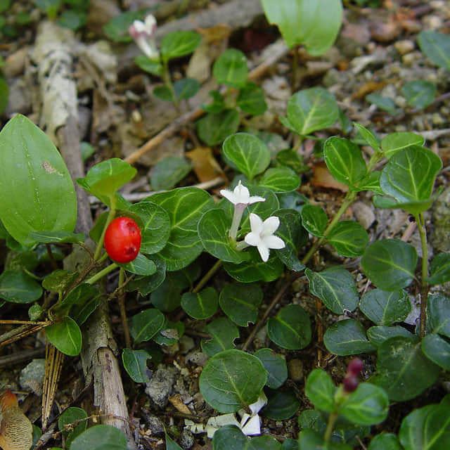 Mitchella repens
