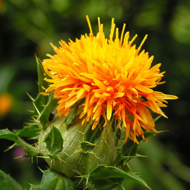 Carthamus tinctorius