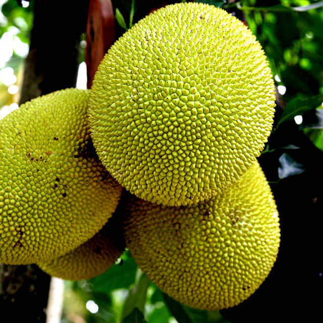Artocarpus heterophyllus