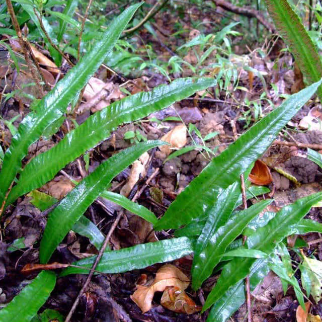 Polystichum