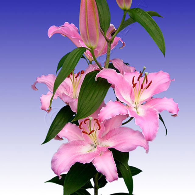 Lilium orientalis Mabel Sticky Leaves