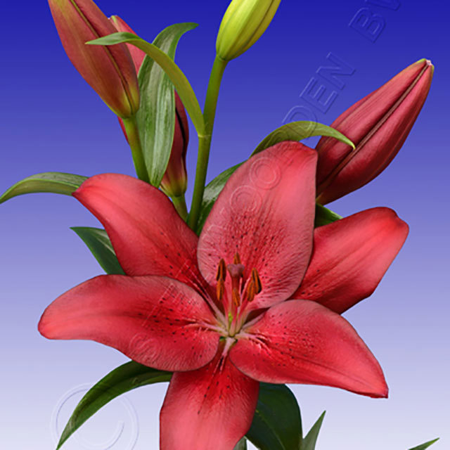 Lilium Opportunity Fine Webbing