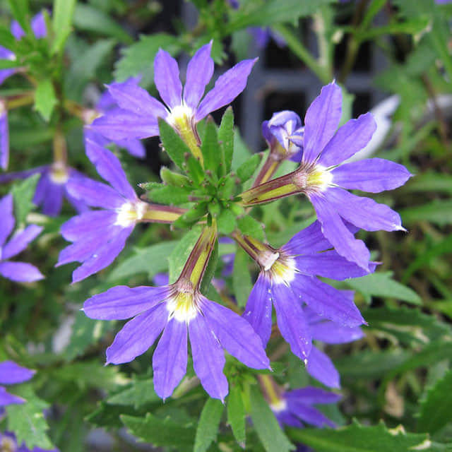 Scaevola aemula