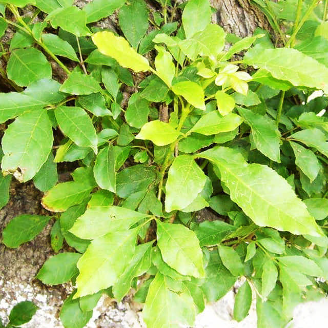 Fraxinus