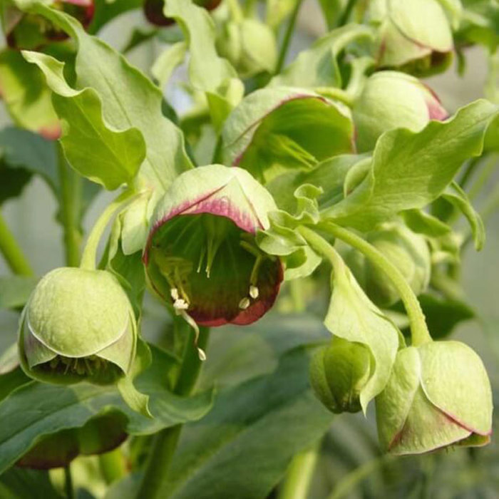 Helleborus foetidus Wilgenbroek