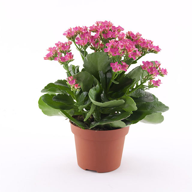 Kalanchoe Passion Poseidon Pink White Cottony Spots
