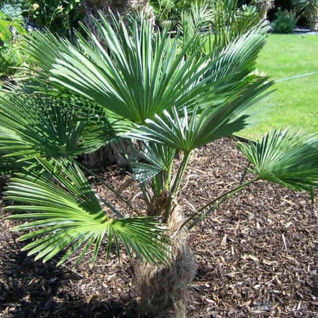 Trachycarpus wagnerianus