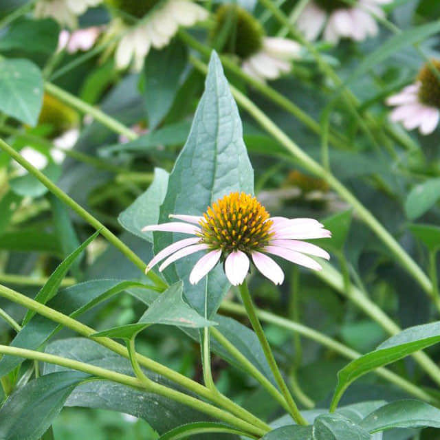 Echinacea pallida White Powder