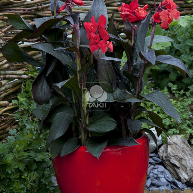 Canna Cannova Bronze Scarlet