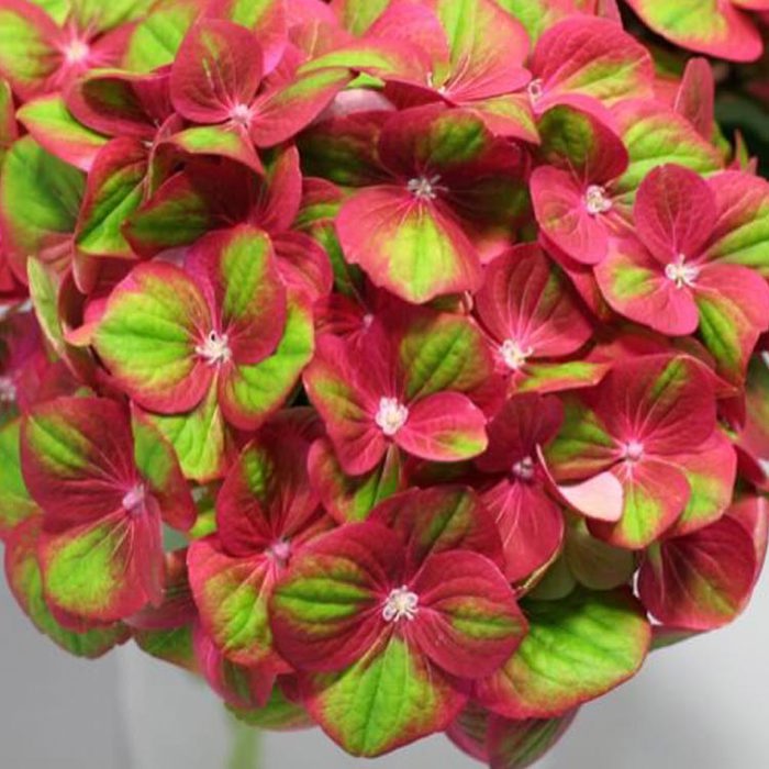 Hydrangea macrophylla Magical GreenFire Drooping Leaves