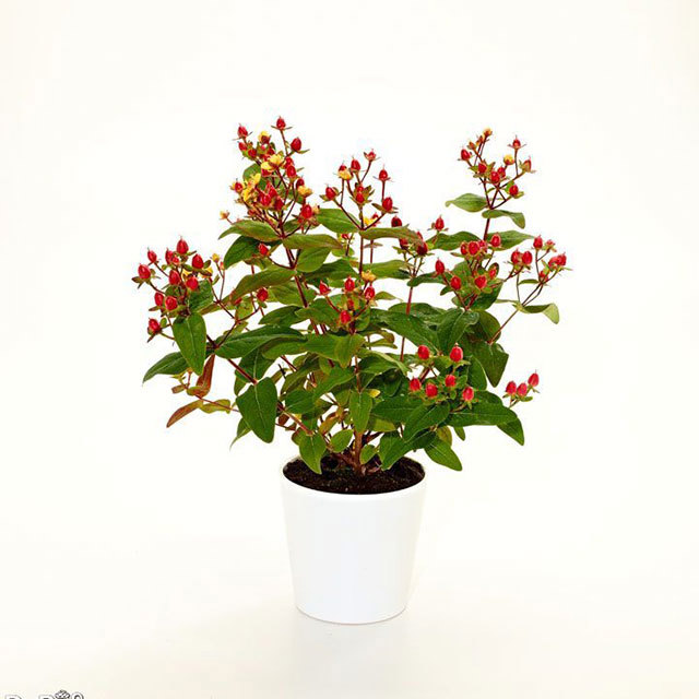 Hypericum Madelon Hypearl