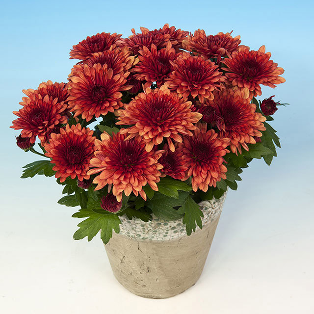 Chrysanthemum Borilli Yellow Leaves
