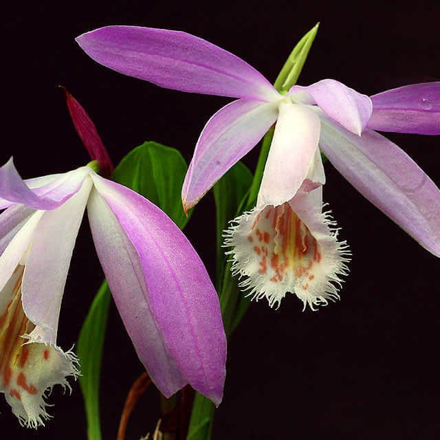 Pleione formosana