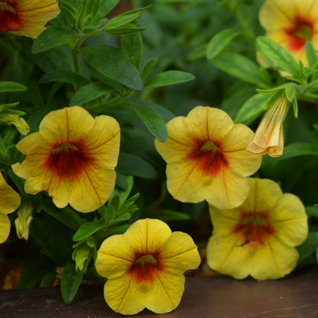 Calibrachoa Million Bells