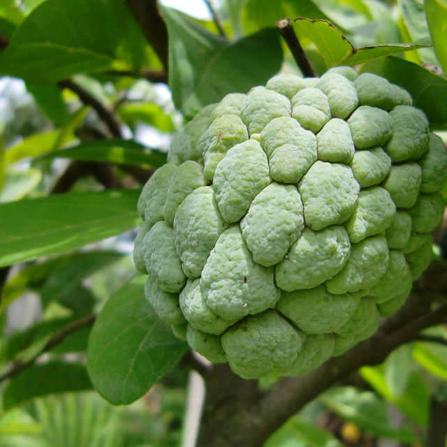 Annona squamosa