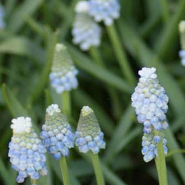 Muscari Lady Blue