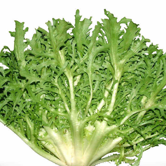 Cichorium endivia