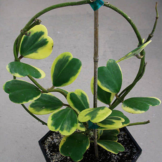 Hoya kerrii