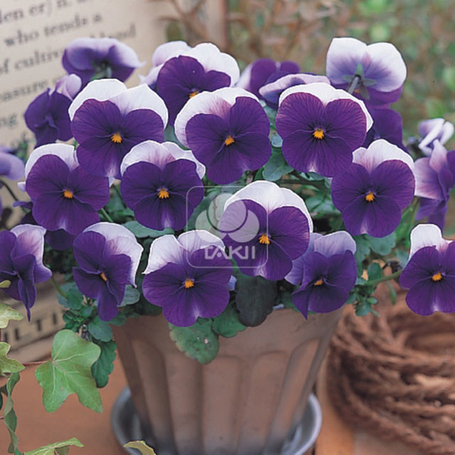 Viola cornuta Deep Purple Beacon