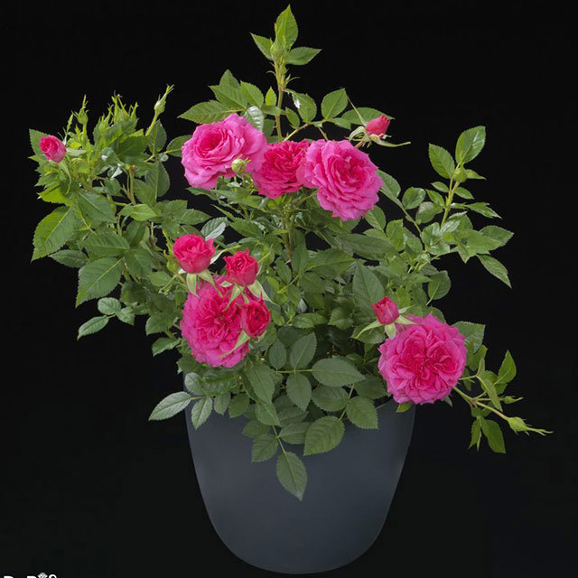 Miniature Rose Terrazza Joy Tiny Black Flies