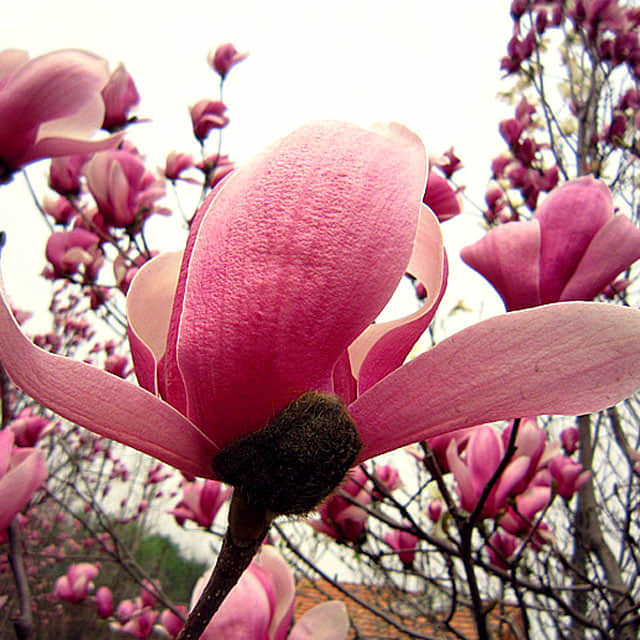 Magnolia campbellii