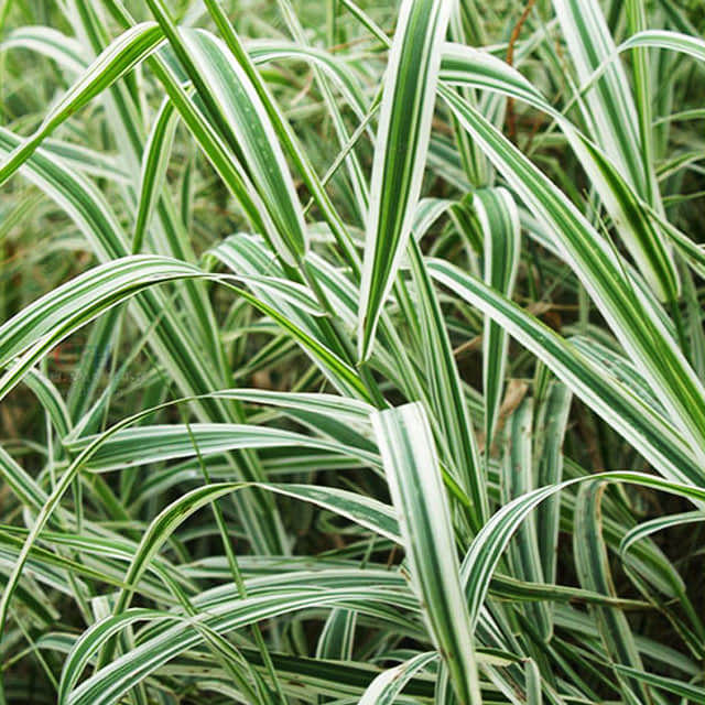 Phalaris arundinacea Picta