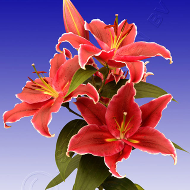 Lily Love Story White Cottony Spots