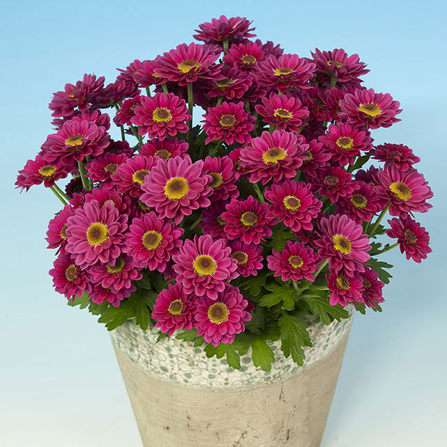 Chrysanthemum Pico Fluo Fine Webbing