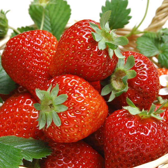 Fragaria x ananassa Sudden Leaf Drop