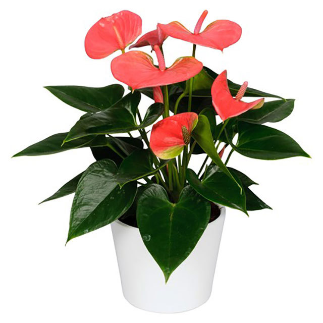 Anthurium andraeanum Sweet Dream Yellow Leaves