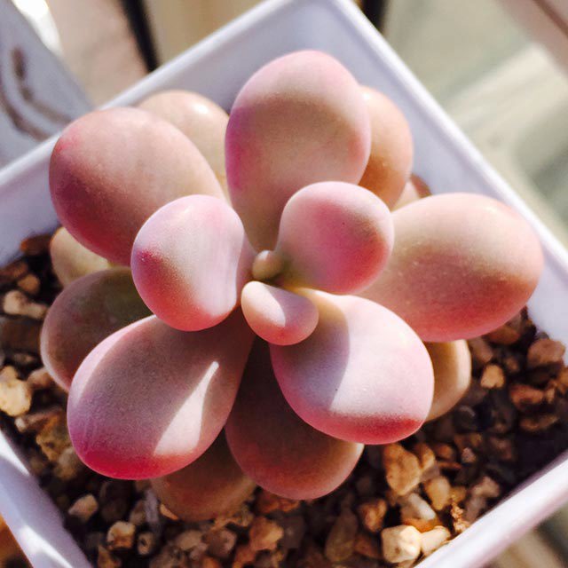 Graptopetalum amethystinum Sudden Leaf Drop