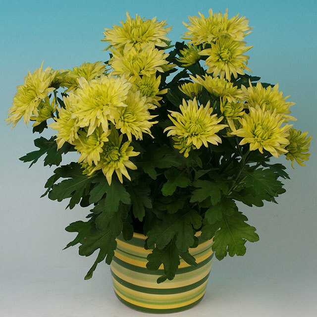 Chrysanthemum Fabiano Fine Webbing