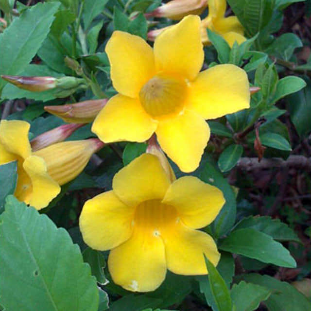 Allamanda cathartica Hendersonii